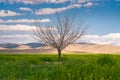 A solitaire tree with no leafs in the green field with the desert in the background and blue sky above. Beautiful day by