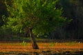 Solitaire tree in the water river march, Pantanal, Brazil