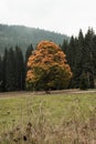 Solitairy tree in the middle of meadow at autumn, Sumava mountains
