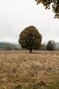 Solitairy tree in the middle of meadow at autumn, Sumava mountains