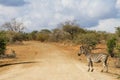 Solitary adult zebra standing alone on the side of a road Royalty Free Stock Photo