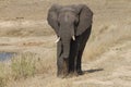 Solitary african elephant Loxodonta africana closeup walking in dry grass Royalty Free Stock Photo