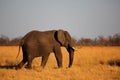 Elephant - Walking across the sun-kissed yellow African plains in Hwange National Park Royalty Free Stock Photo