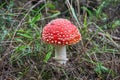 A solitary agaric fly fungus growing among dry grass, dried fallen leaves and old branches. A poisonous mushroom