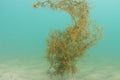 Solitary algae on flat sandy bottom Royalty Free Stock Photo