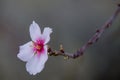 Solitary almond blossom in a beautiful composition