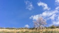 Lone Almond Tree in Blossom Against the Springtime Sky