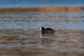 Solitary American Coot swimming on the calm water of a lake Royalty Free Stock Photo