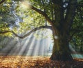 Solitary ancient oak with awesome sunbeams