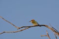 Australian Rainbow Bee Eater Bird perching in a tree