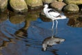 A solitary Avocet bird wades through shallow blue water Royalty Free Stock Photo