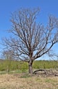 Bare oak tree in spring time Royalty Free Stock Photo