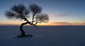 Solitary bare tree silhouette at dramatic sunset Royalty Free Stock Photo