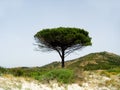 Solitary beach with pine trees, Sardinia, Italy