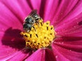 Solitary Bee on Cosmo Flower