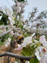a solitary bee drinks nectar from a white flower in an orchard Royalty Free Stock Photo