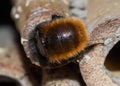 Solitary bee  at insect hotel Royalty Free Stock Photo