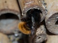 Solitary bee at a insect hotel Royalty Free Stock Photo