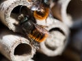 Solitary bee  at insect hotel in spring time Royalty Free Stock Photo