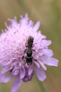 solitary bee pollinating a wild scabiosa flower in alpine summer