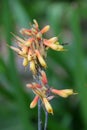 A solitary bee visits an aloe bloom