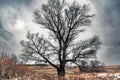 Solitary big old Oak tree has gnarly twisted bare branches in late autumn Royalty Free Stock Photo