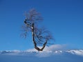 Solitary birch tree lit by the evening sun in front of a blue sky in a snowy winter landscape