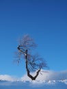 Solitary birch tree lit by the evening sun in front of a blue sky in a snowy winter landscape Royalty Free Stock Photo