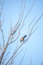 Solitary Bird Against Bright Blue Sky on Bare Winter Branches Royalty Free Stock Photo