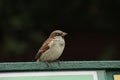 Solitary bird perched atop a green sign in front of a dark background