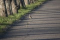 Solitary Bird on a Shady Path Lined with Trees and Strong Shadows Royalty Free Stock Photo