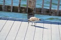 A soliary bird walking along a pier pecking the dock