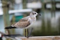 A soliary bird walking along a pier pecking the dock