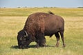 Solitary Bison Grazing in a Lush Grass Prairie
