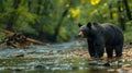 A solitary black bear roams the lush green undergrowth of Great Smoky Mountains National Park, its dark fur blending seamlessly Royalty Free Stock Photo