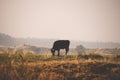 Solitary black bovine foraging in a lush, green grassy area