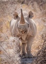 Solitary black rhino, Etosha National Park, Namibia