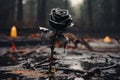 Solitary Black Rose Standing in a Moody Forest