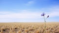 Solitary blue flower in dry country field with blue sky