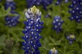 Solitary bluebonnet in a bluebonnet patch Royalty Free Stock Photo