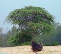 A solitary boat under a tree on a sea shore Royalty Free Stock Photo