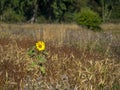 Solitary sunflower flowering in a wheat field