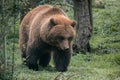 Solitary brown bear walking through a serene and lush green forest