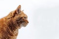 A Solitary Brown Cat Stands Alone Against A Stark White Backdrop Royalty Free Stock Photo