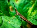 solitary brown grasshoppers around the leaves