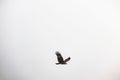 Solitary brown hawk soaring in the open white sky