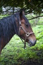 Solitary Brown Horse