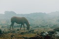 Solitary brown horse eating grass surrounded by the mist in the mountains with copy space