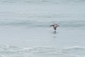 Solitary Brown Pelican & x28;Pelecanus occidentalis& x29; flying over sea surface in Costa Rica