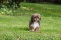 A solitary brown puppy sits alertly on green grass, its expectant eyes convey hope, fitting for dog adoption and the joy